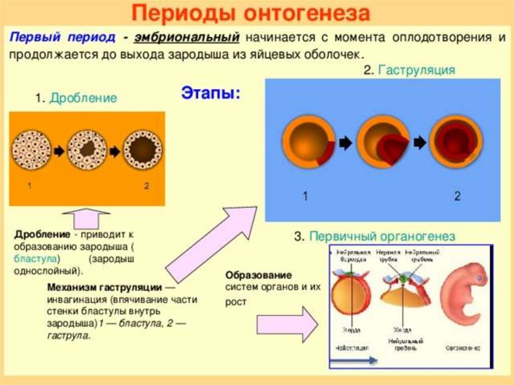 Онтогенез процесс исторического развития организмов