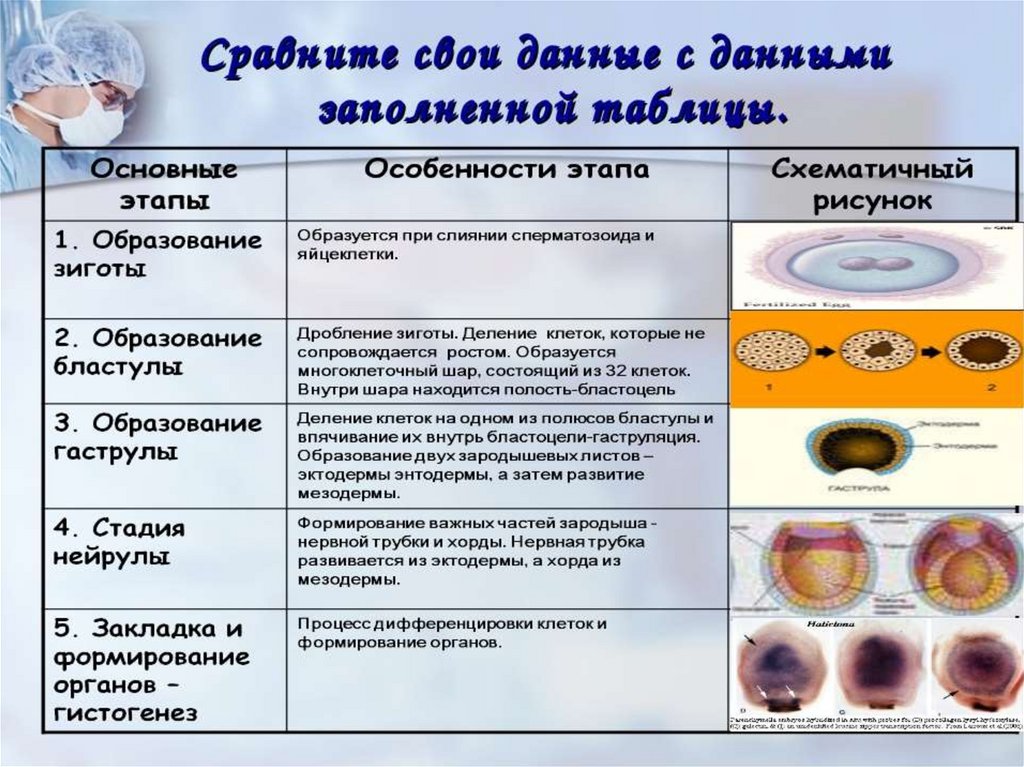 Онтогенез егэ биология презентация