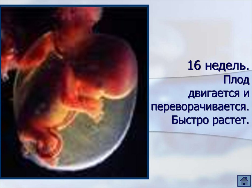 16 недель 3 5. Плод на 16 неделе беременности. 16 Недель размер ребенка.