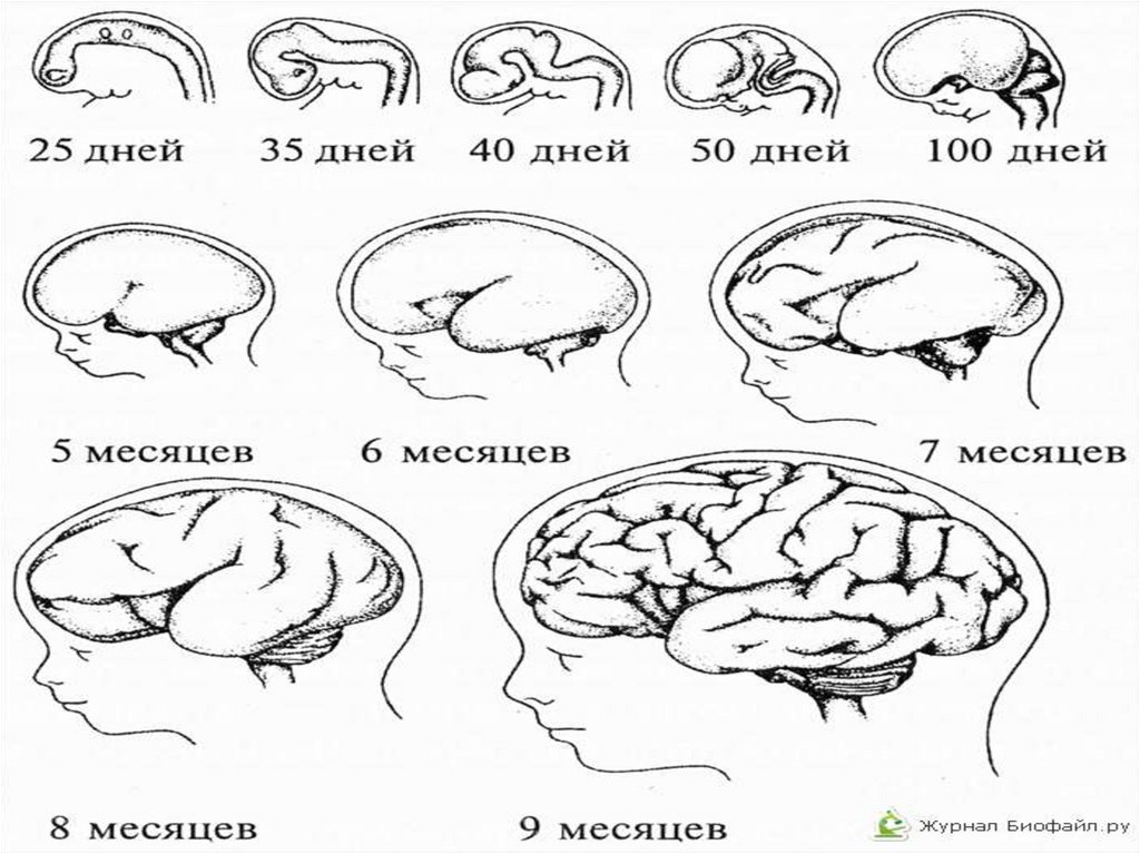 Развитие нервной системы. Онтогенез нервной системы головного мозга. Онтогенез головного мозга человека схема. Схема развития нервной системы в онтогенезе. Развитие ЦНС В онтогенезе.