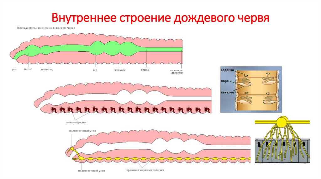 Строение кольчатого червя рисунок. Внутреннее строение дождевого червя 7 класс. Строение дождевого червя для лэпбука.