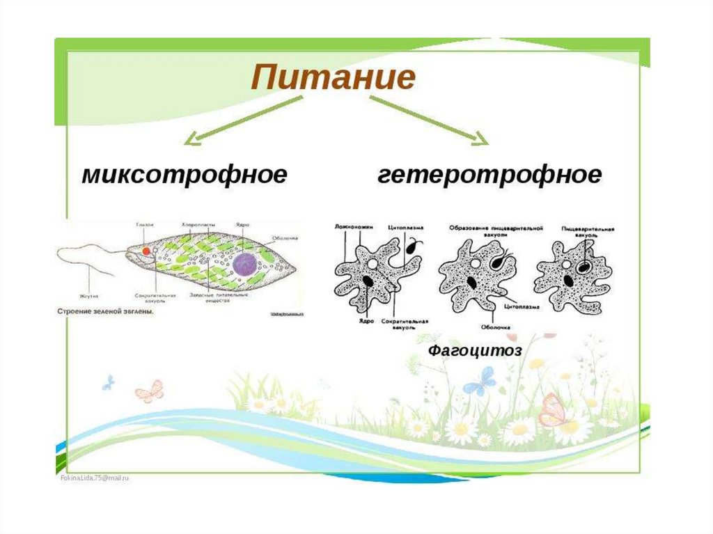 Значение групп простейших