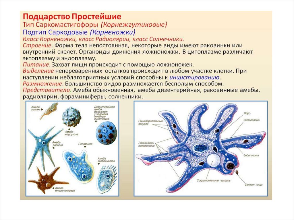 Подцарство простейшие презентация