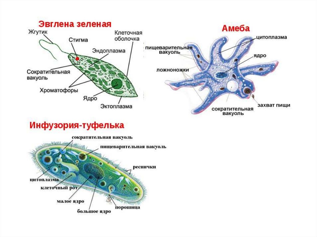 Что обозначено на рисунке цифрой 3 ложноножка цитоплазма пищеварительная вакуоль