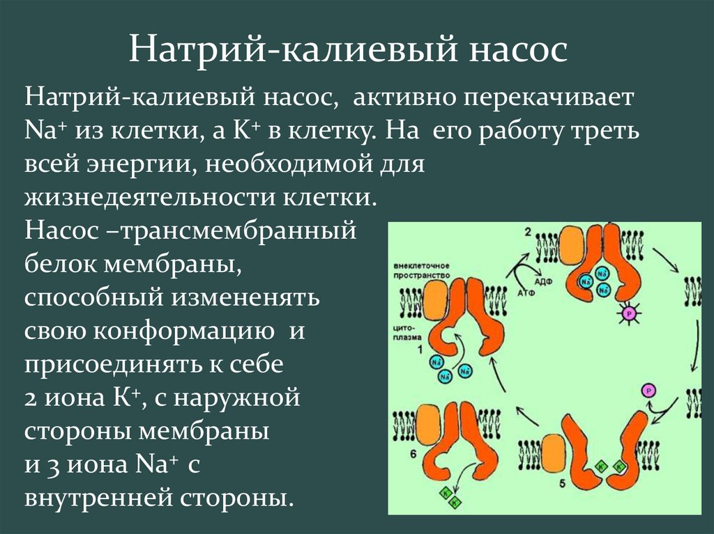 Натрий калиевый насос. Калиево натриевый насос клетки. Натрий калциевыц насос. Натрий-калиевый насос механизм физиология. Калий натриевый насос.