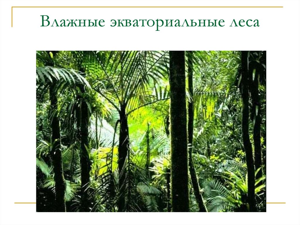 Экваториальные леса признаки. Гибискус зона влажных экваториальных лесов. Влажные экваториальные леса. Растения влажных экваториальных лесов. Эмблема влажных экваториальных лесов.