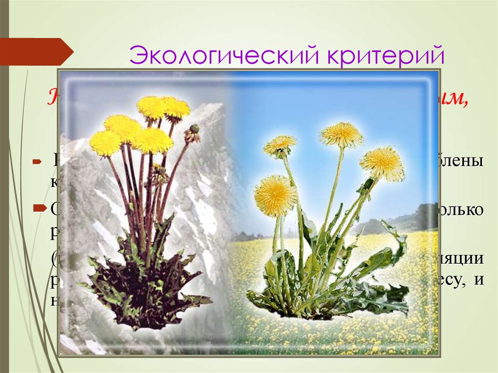 Экологический критерий