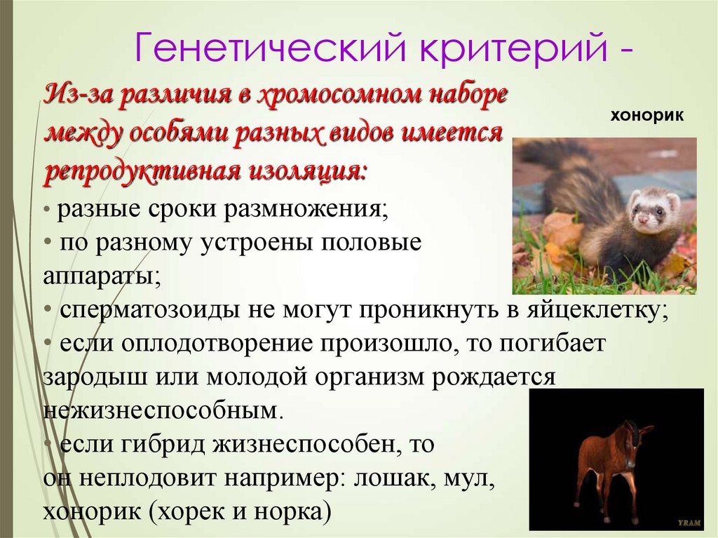 Генетический критерий -