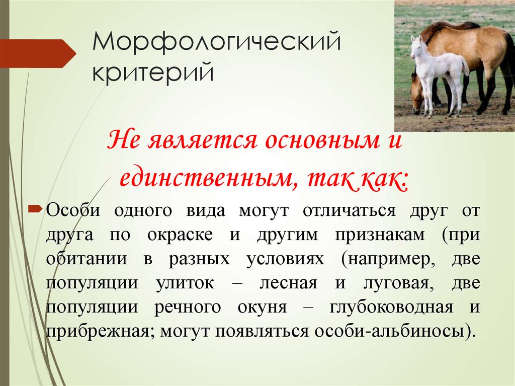 Морфологический критерий