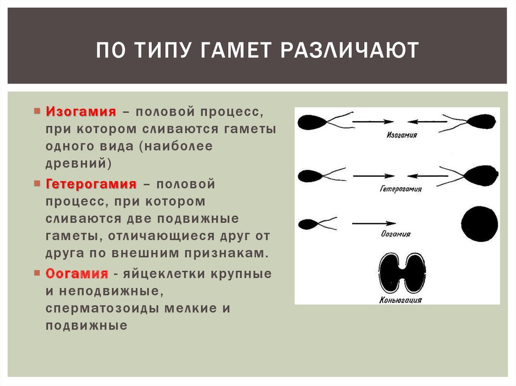 Лежит половое размножение