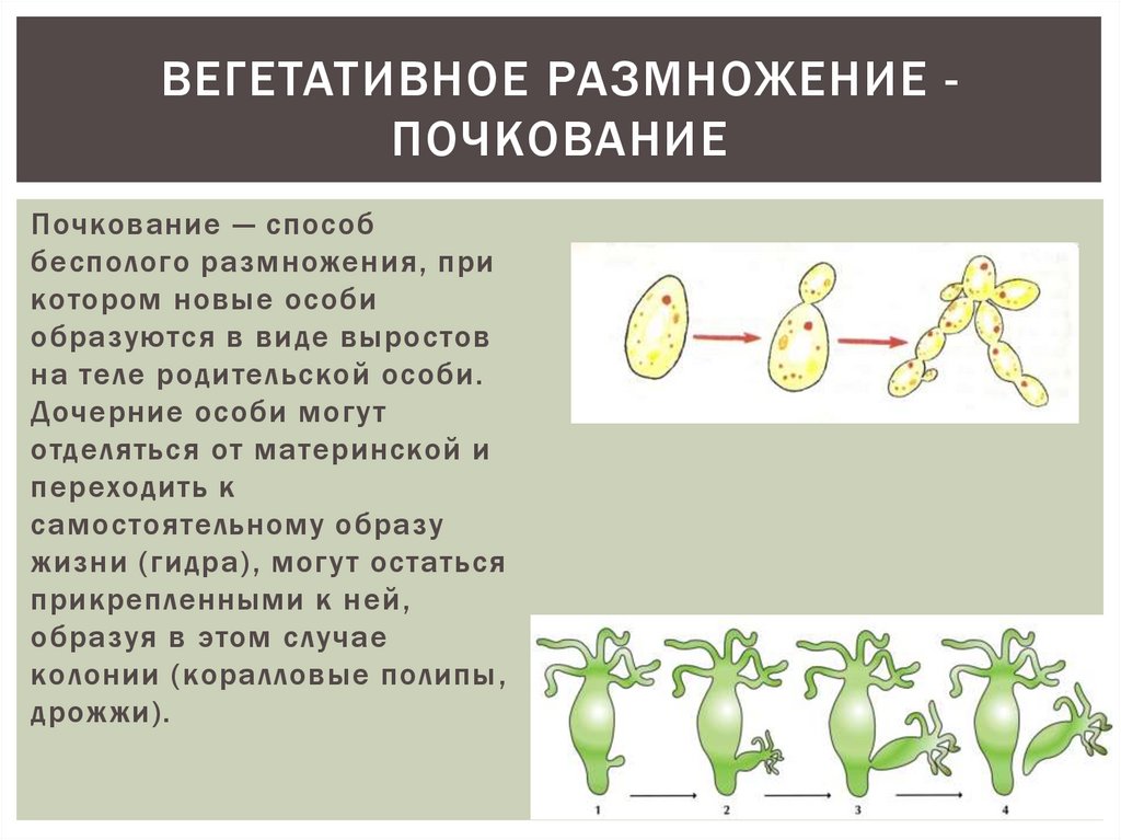Особенности бесполого размножения кратко. Вегетативное размножение водорослей схема. Размножение гидры почкование. Вегетативное размножение растений почкованием.