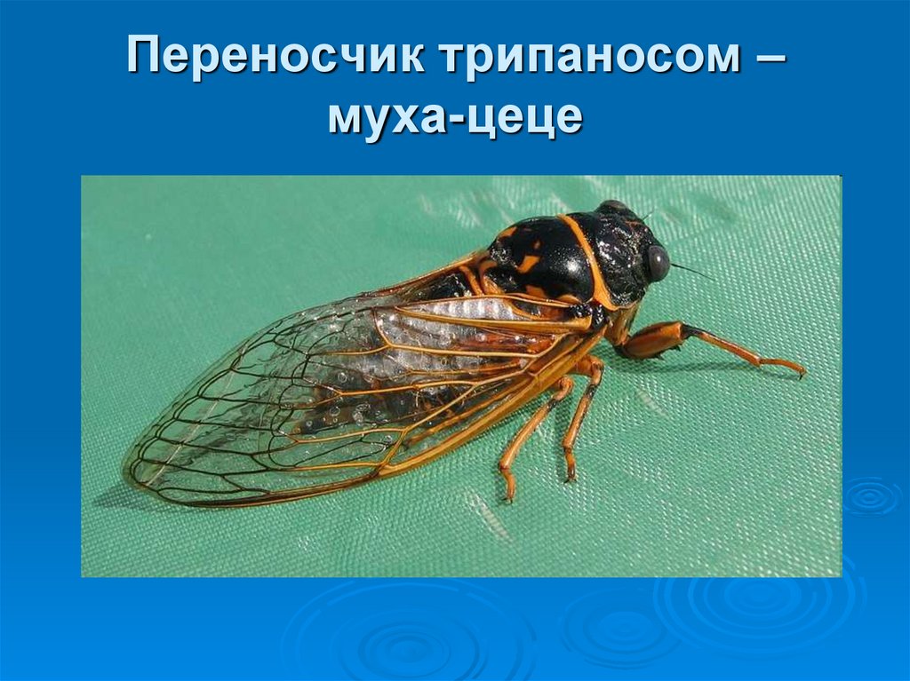 Основной хозяин муха цеце основной хозяин человек. Муха ЦЕЦЕ. Муха ЦЕЦЕ переносчик. Муха ЦЕЦЕ строение.