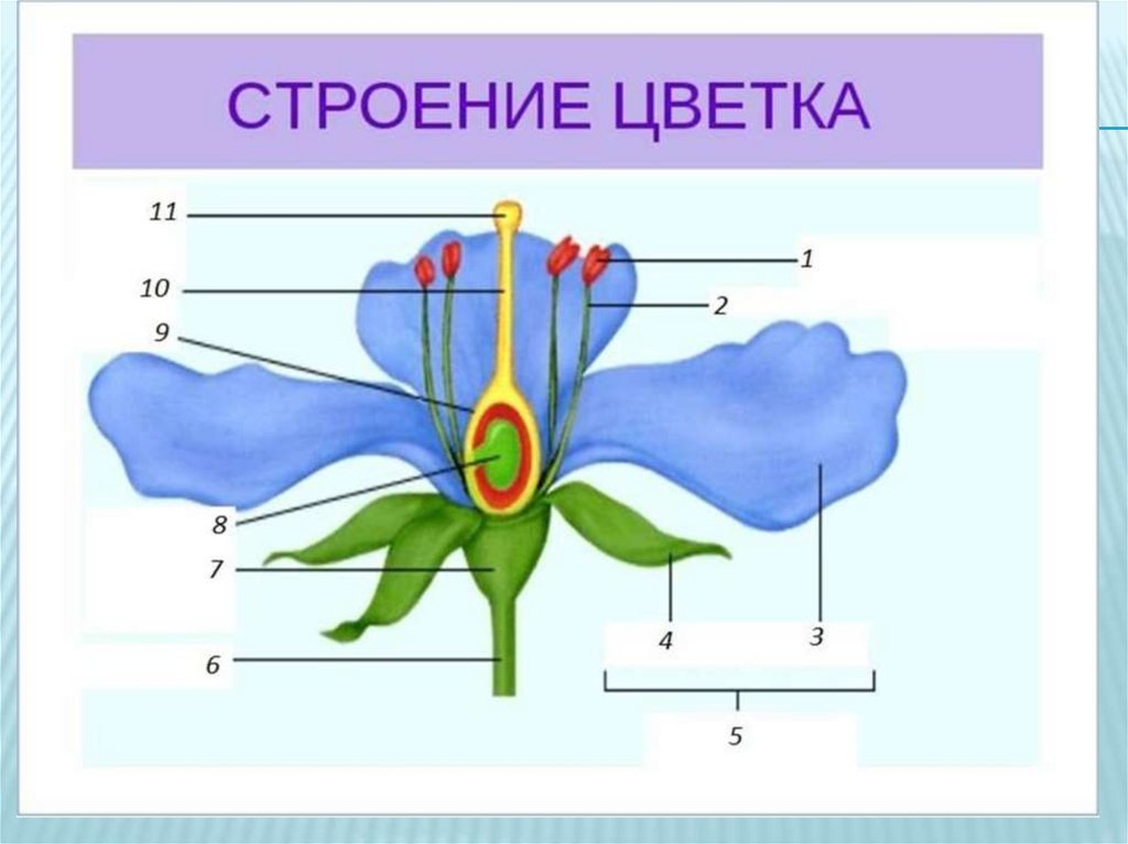 Изображение растения биология 5 класс