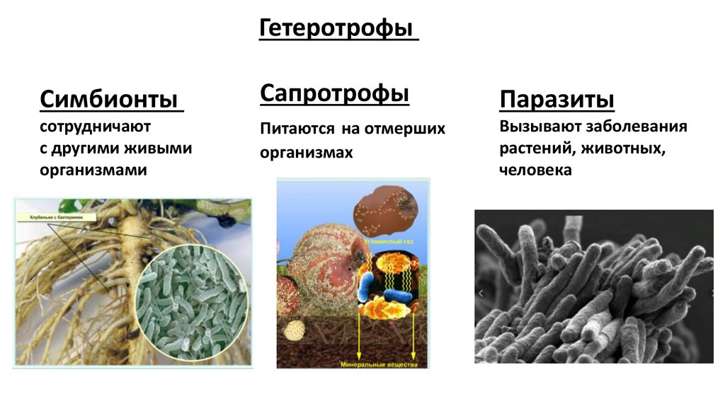 Какую роль играют грибы и бактерии