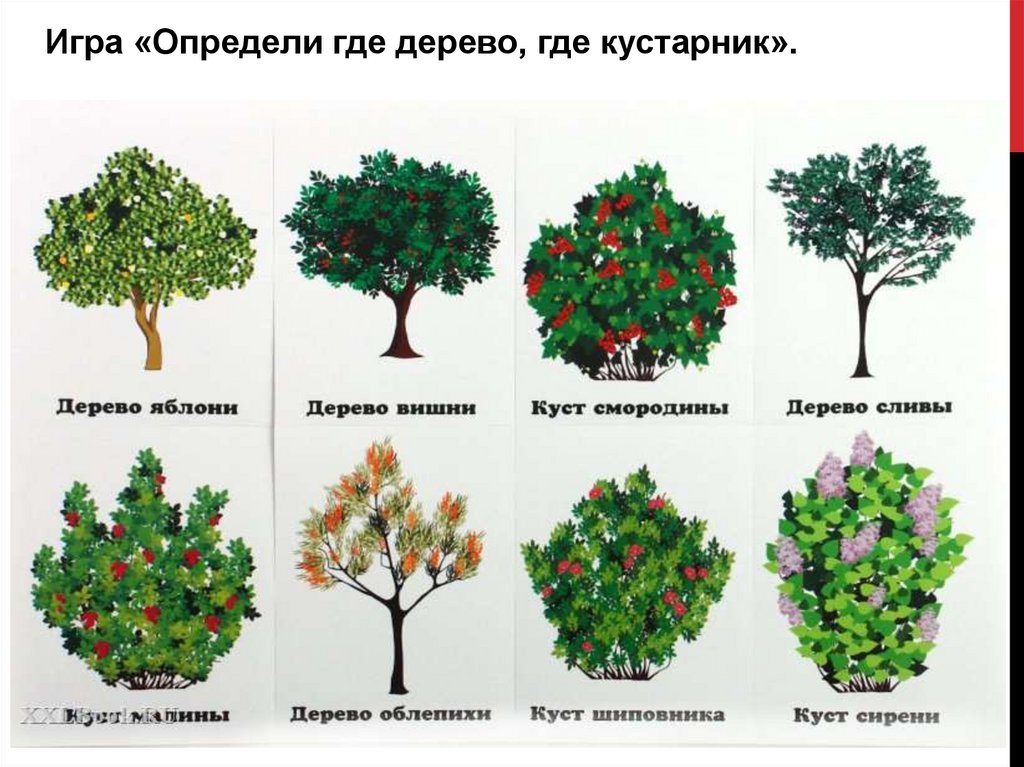Деревья это растения или нет