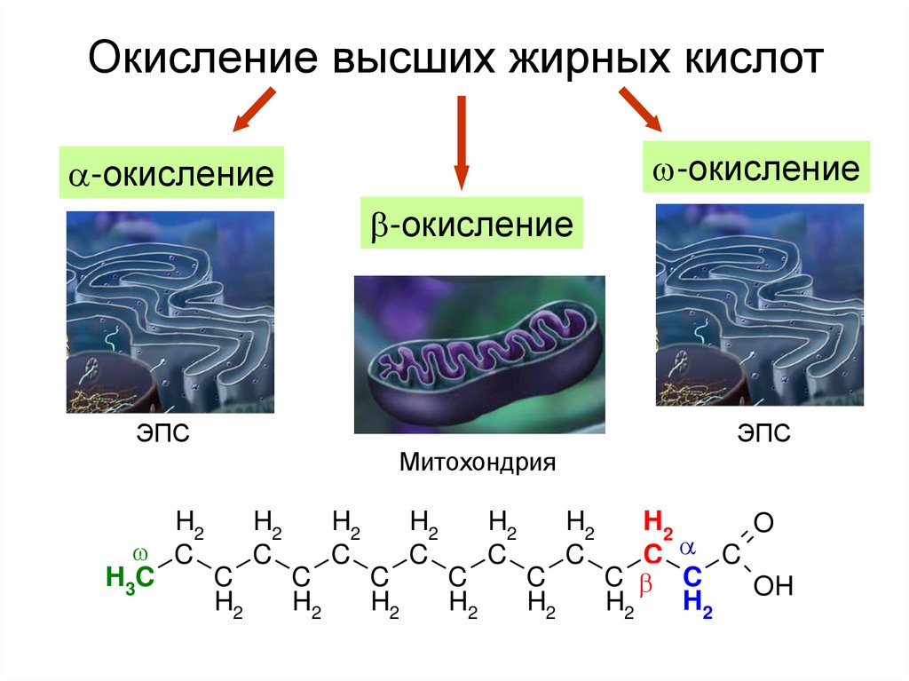 Высшее окисление. Окисление высших жирных кислот. Окисление ВЖК.