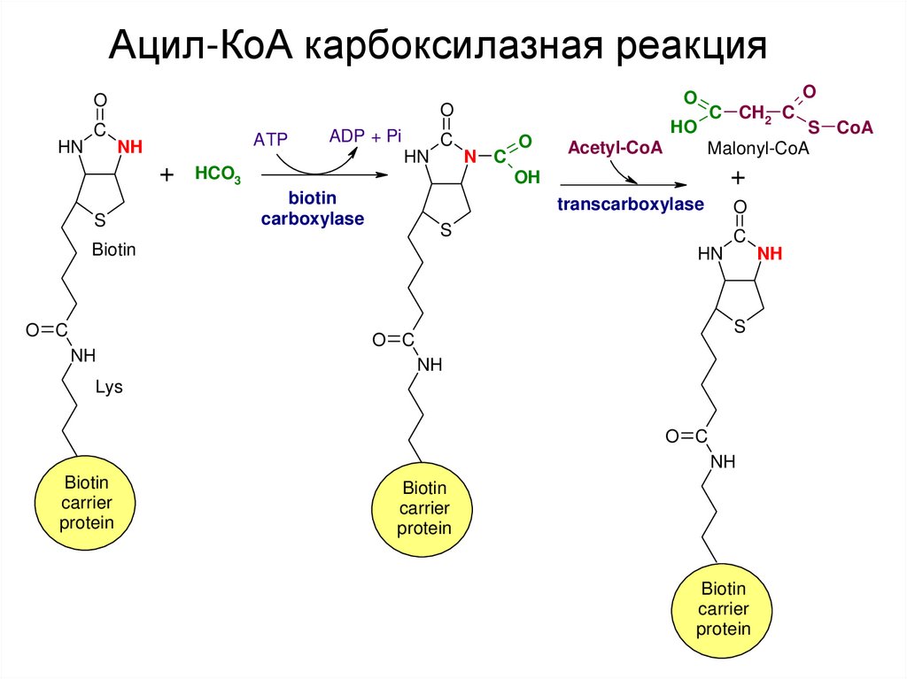Кофермент атф. Синтез ВЖК биохимия. Ацил КОА формула биохимия. Ацил и ацетил КОА. Синтез ацил КОА.