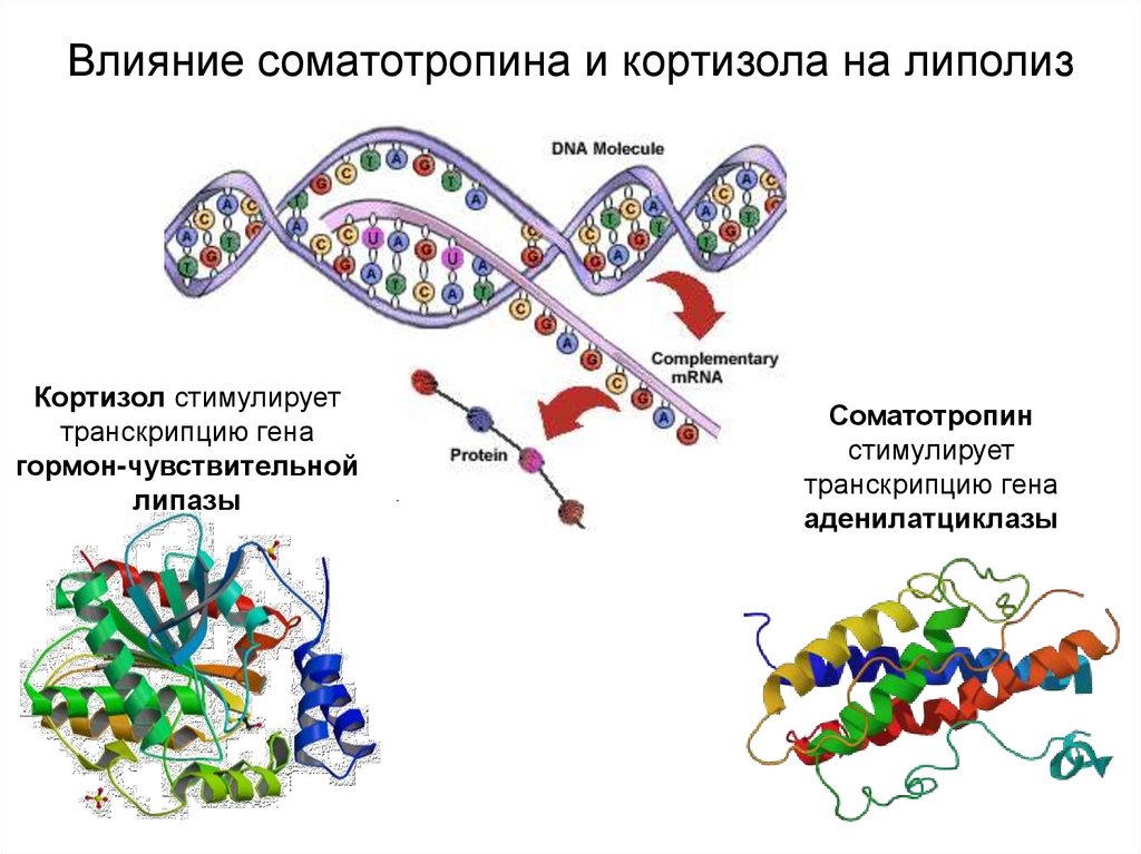 Ген соматотропина. Соматотропин влияние. Соматотропин строение. Схема получения соматотропина. Соматотропин строение молекулы.