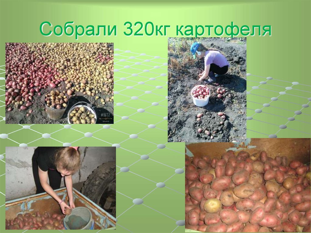 Собрали 320кг картофеля