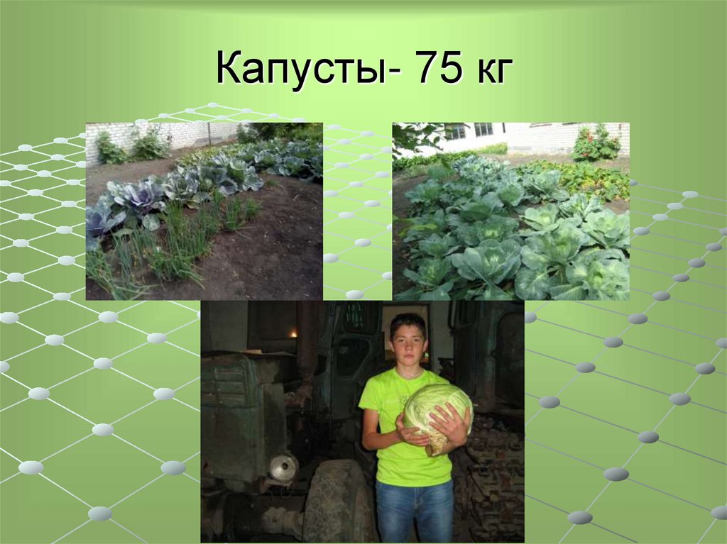 Капусты- 75 кг