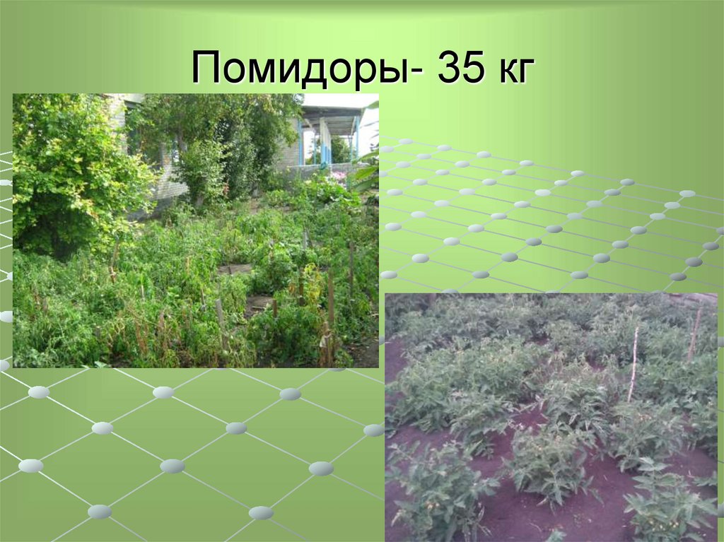 Помидоры- 35 кг