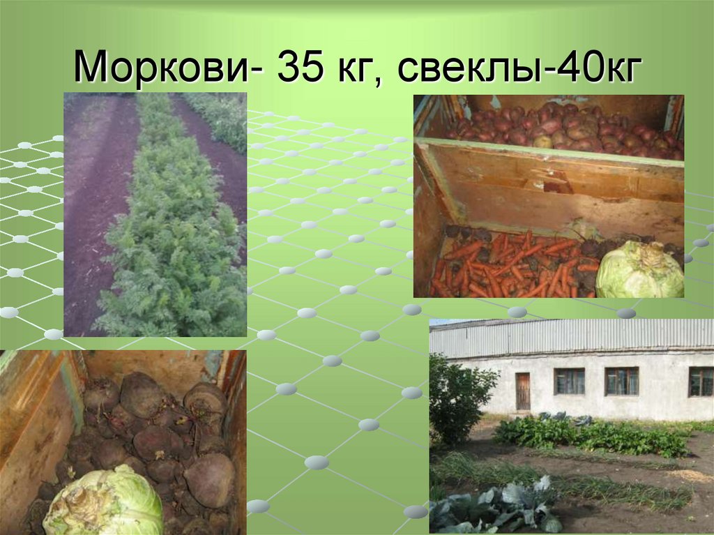 Моркови- 35 кг, свеклы-40кг