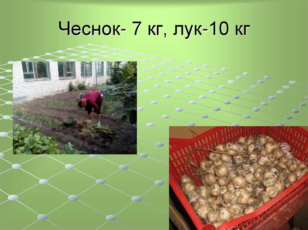 Чеснок- 7 кг, лук-10 кг