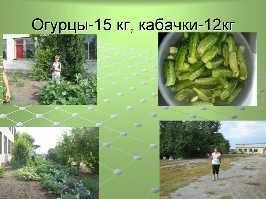 Огурцы-15 кг, кабачки-12кг