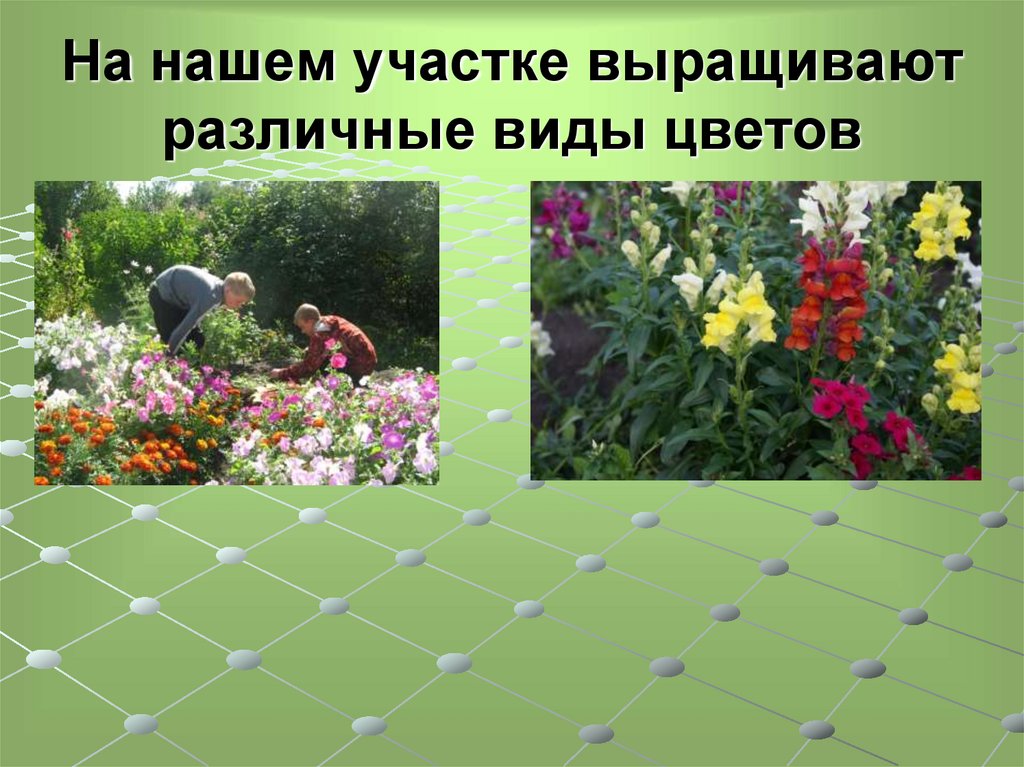 На нашем участке выращивают различные виды цветов