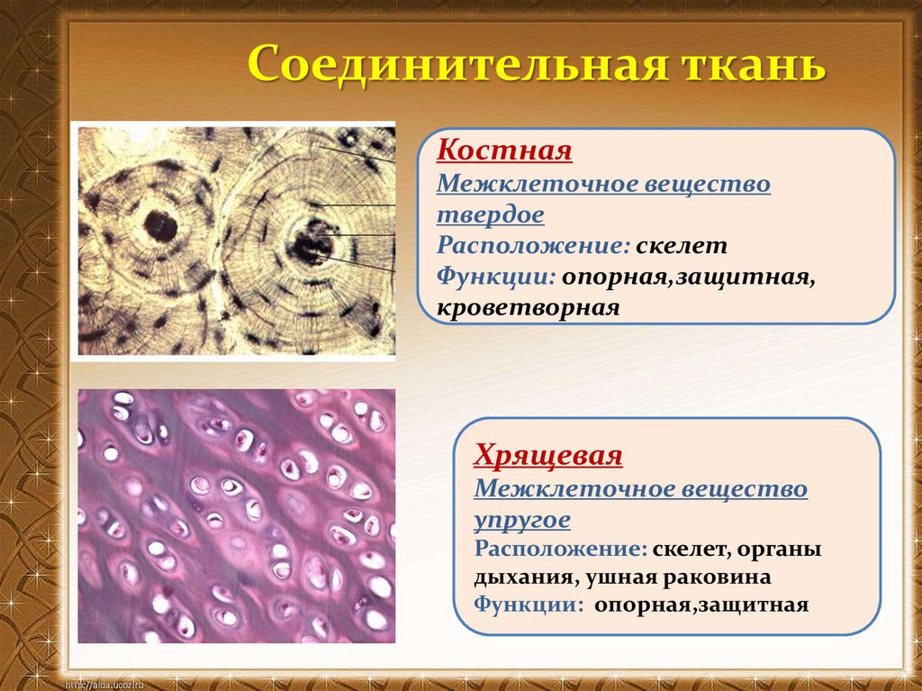Ткани человека. Ткани человека презентация. Ткани человека рисунки. Основное группа ткани человека