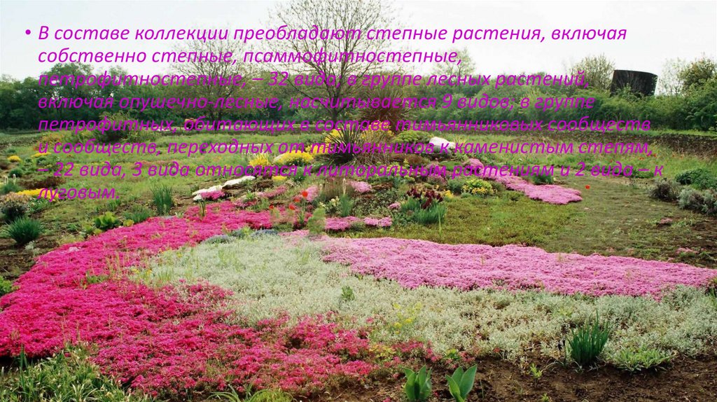 Ботанический Сад Ростов Фото