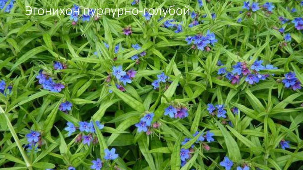Эгонихон пурпурно-голубой