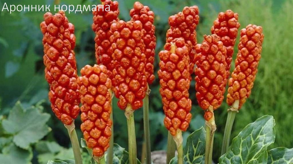 Аронник нордмана