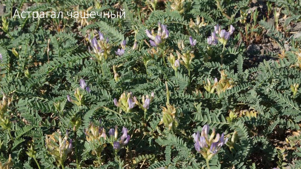 Астрагал чашечный