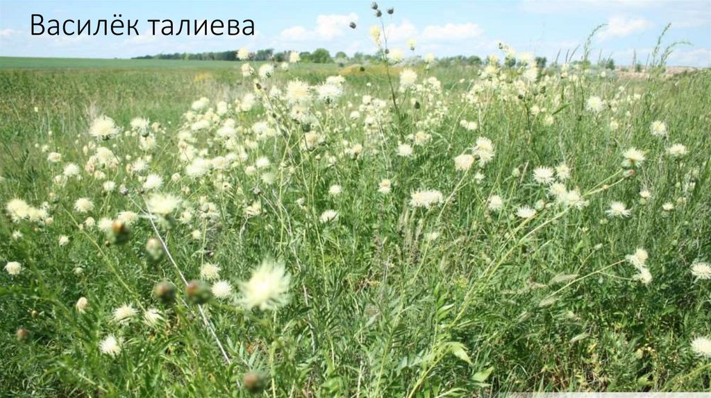 Василёк талиева