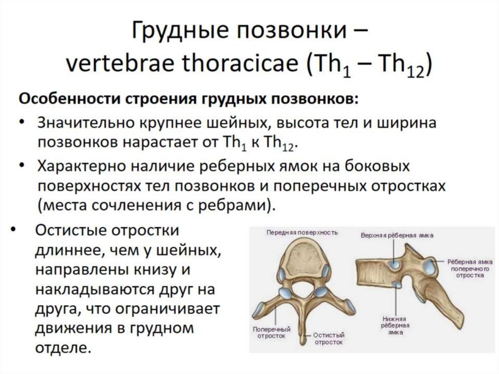 Кости скелета обследование