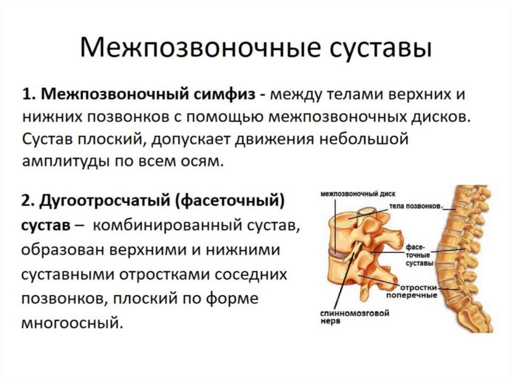 Скелет туловища презентация