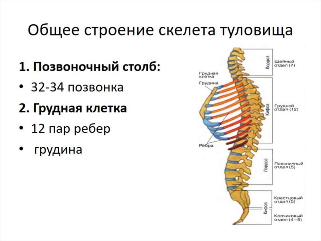 1 скелет туловища