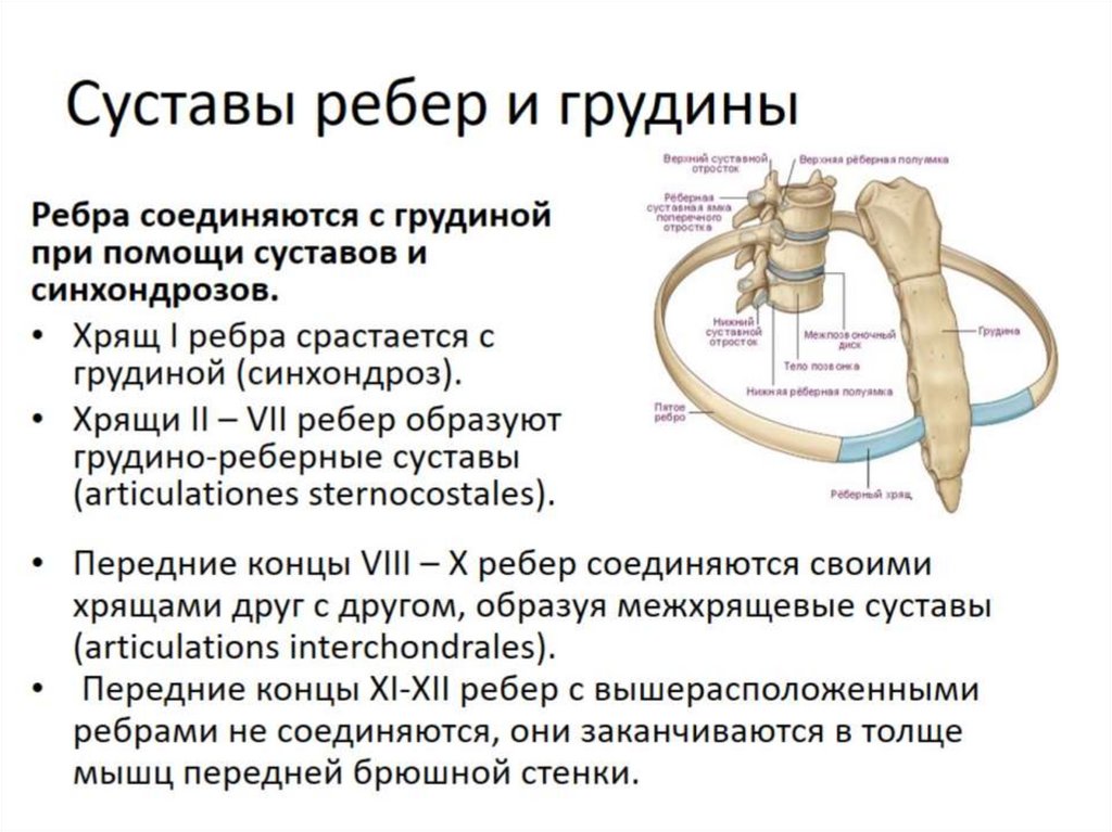 Скелет туловища презентация 8 класс. Скелет туловища презентация 8 класс
