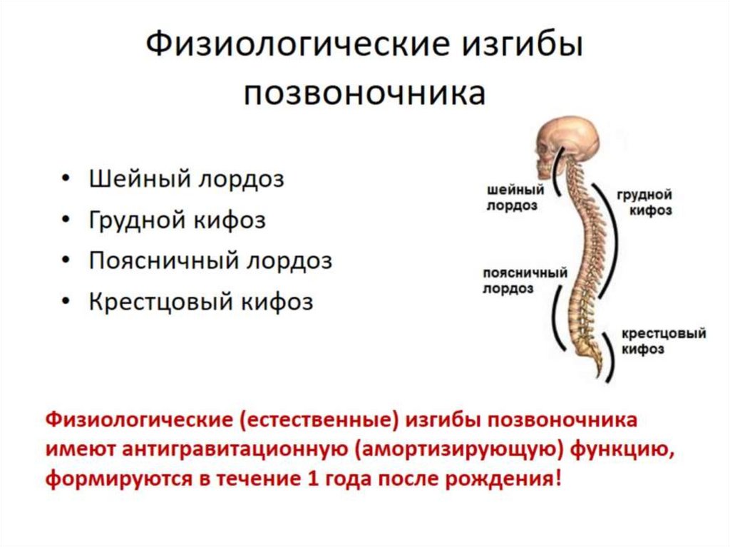 Скелет туловища презентация 8 класс. Скелет туловища презентация 8 класс