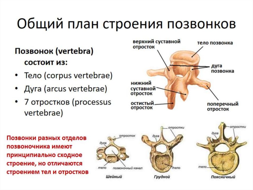 Скелет туловища презентация