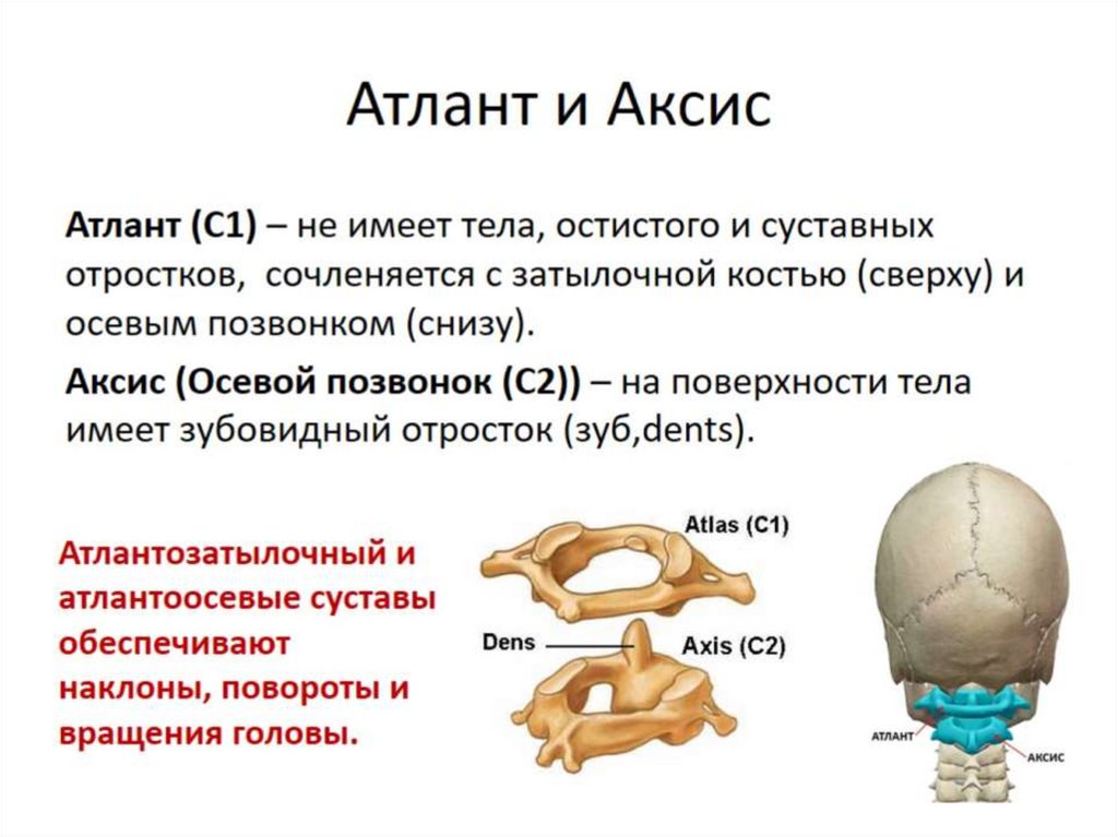 Скелет туловища презентация