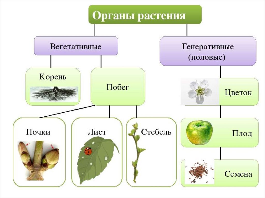 Вегетативные 5 класс