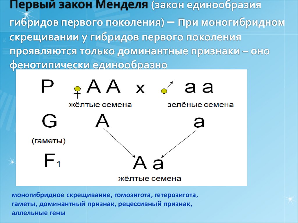 Три закона Менделя - презентация онлайн