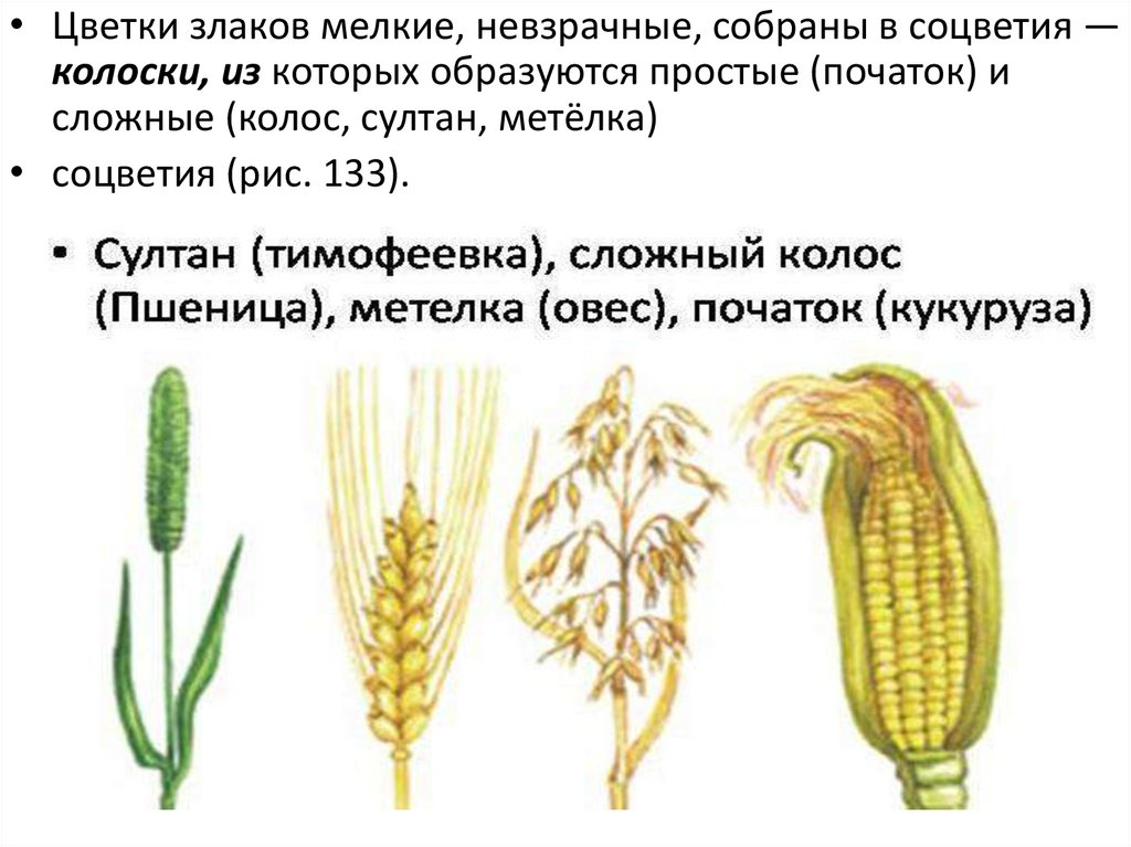 Примеры растений относящихся к злакам