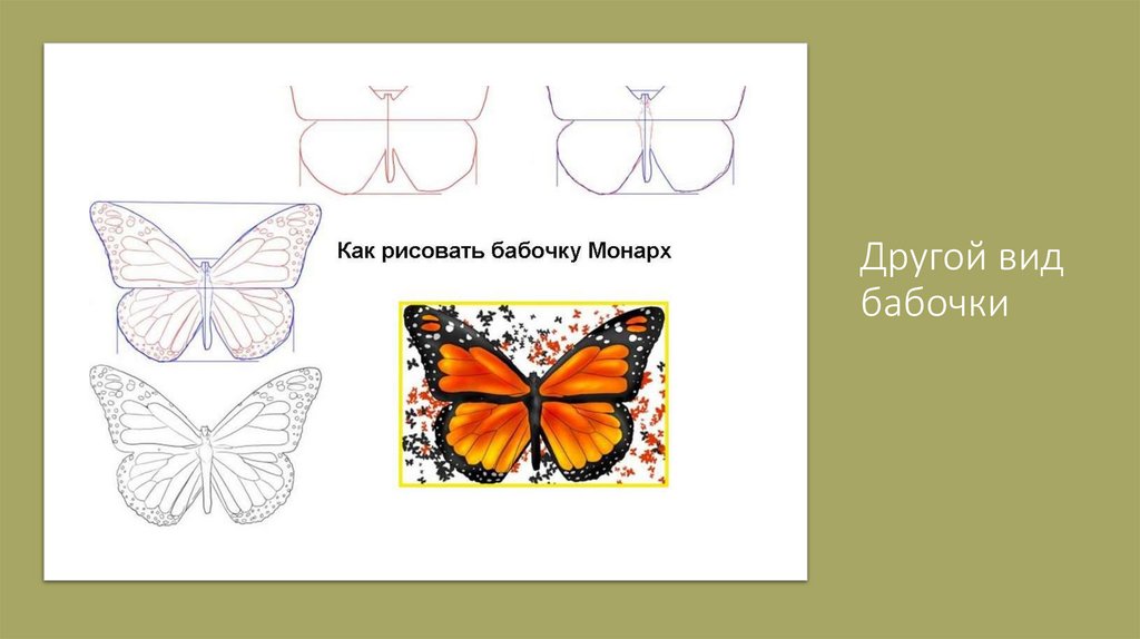 Другой вид бабочки