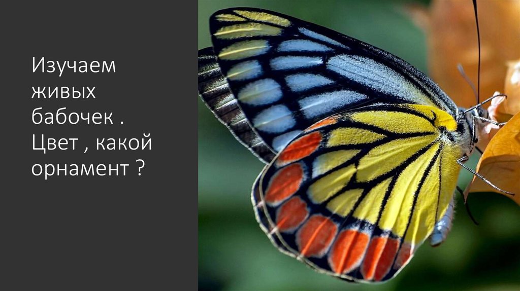 Изучаем живых бабочек . Цвет , какой орнамент ?