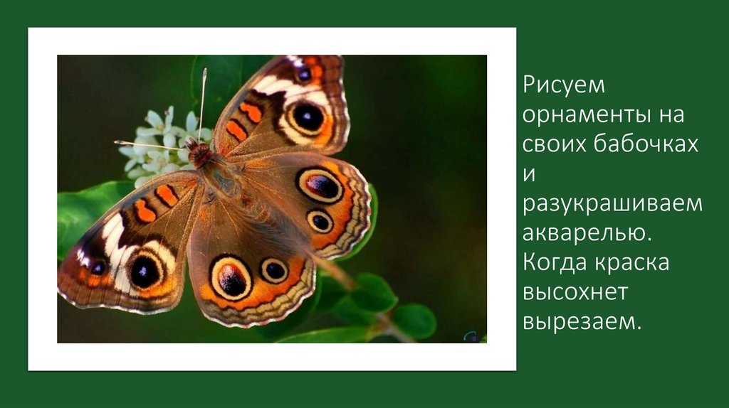 Рисуем орнаменты на своих бабочках и разукрашиваем акварелью. Когда краска высохнет вырезаем.