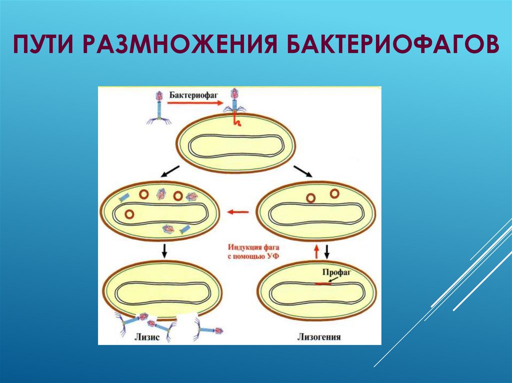 Цикл бактерии. Размножение бактериофага. Этапы размножения бактериофага. Схема цикла размножения бактериофага. Бактериофаг схема.