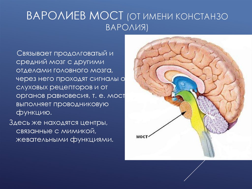 Какую функцию выполняет мост мозга. Варолиев мост анатомия. Головной мозг варолиев мост. Функции варолиева моста. Строение варолиева моста кратко.